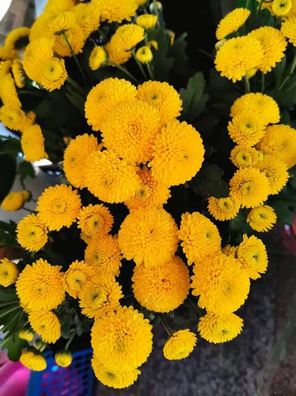 Yellow  Button Chrysanthemum  - Yellow