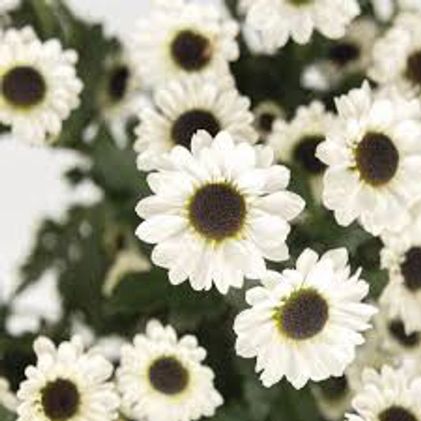 Chrysanthemum White Santini - White
