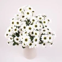 Chrysanthemum White Santini - White