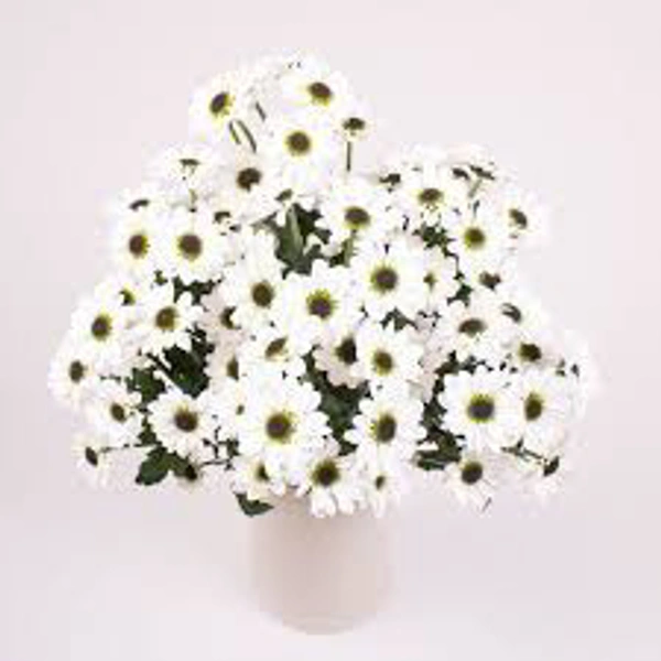 Chrysanthemum White Santini - White