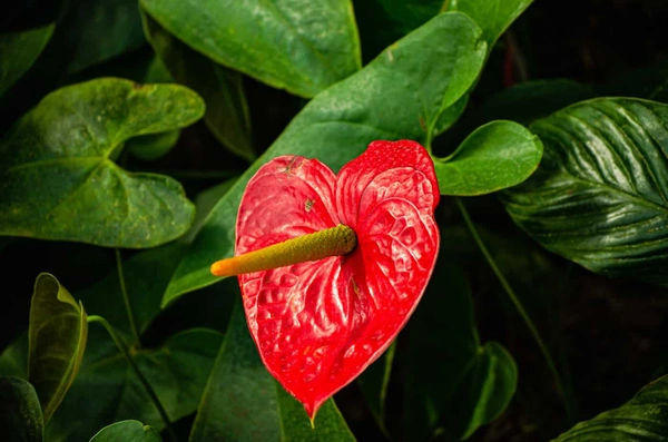  Red Anthurium Flowers - Bright Red
