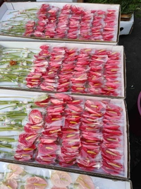  Red Anthurium Flowers - Bright Red