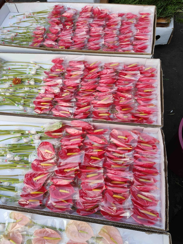  Red Anthurium Flowers - Bright Red