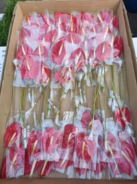 Red Anthurium Flowers - Bright Red