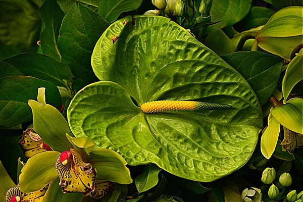  Green Anthurium Flowers - Green
