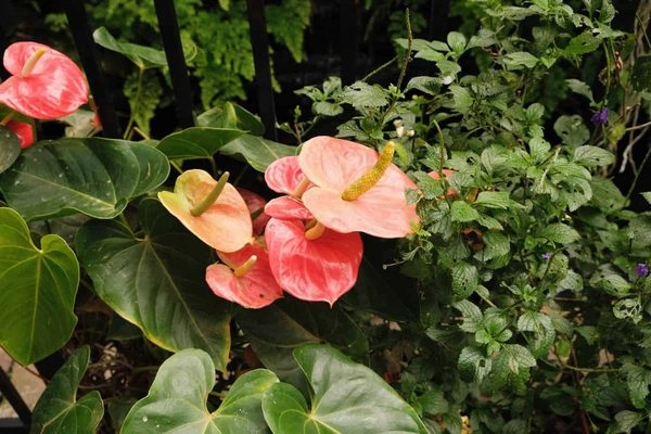 Pink Anthurium Flowers - Tickle Me Pink