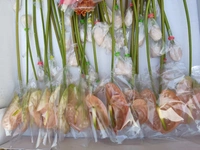 Pink Anthurium Flowers - Tickle Me Pink