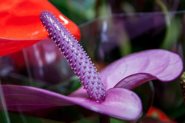 Purple Anthurium Flowers - Purple