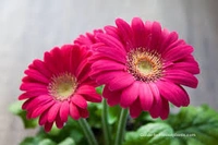 Mix  Gerbera  12 Colour  - Magenta / Fuchsia