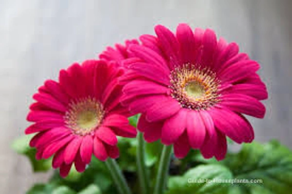 Mix  Gerbera  12 Colour  - Magenta / Fuchsia