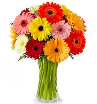 Mix  Gerbera  12 Colour  - Magenta / Fuchsia