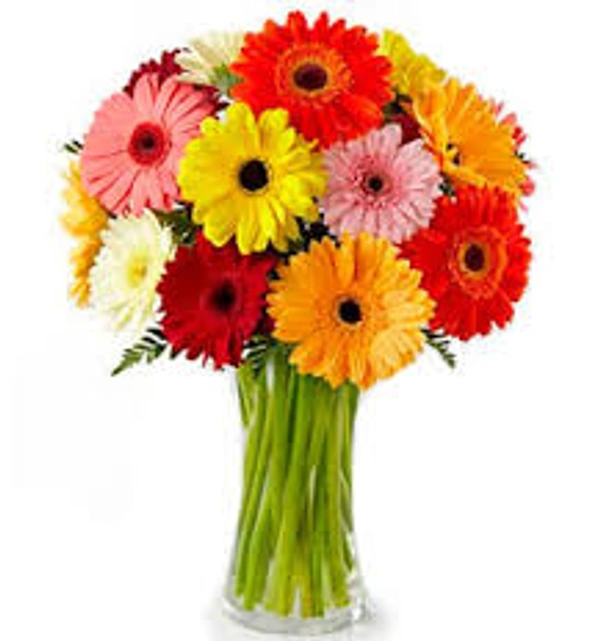 Mix  Gerbera  12 Colour  - Magenta / Fuchsia