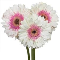 Mix  Gerbera  12 Colour  - Magenta / Fuchsia