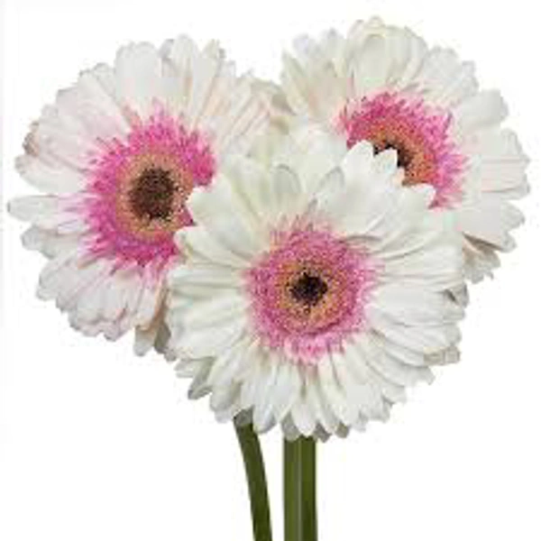 Mix  Gerbera  12 Colour  - Magenta / Fuchsia