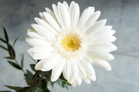 Mix  Gerbera  12 Colour  - Magenta / Fuchsia
