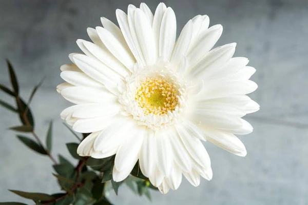 Mix  Gerbera  12 Colour  - Web Orange