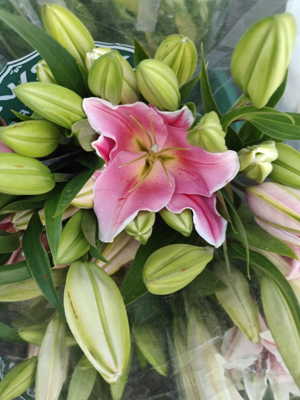 Oriental Hybrids Lilly  - Blush Pink