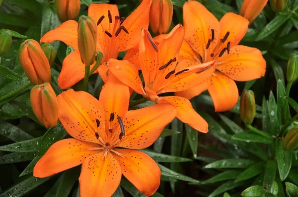 Asiatic Hybrids Lilly  - Yellow Orange