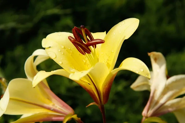 Aurelian Hybrids Lilly  - Yellow