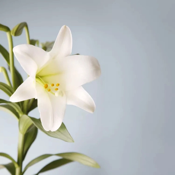 Longiflorum Species – Easter Lily - White