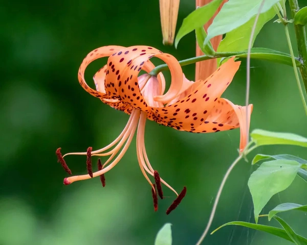 Lancifolium Species – Tiger Lily - Web Orange