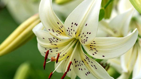 White Lilies - White
