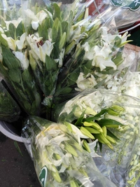 White Lilies - White