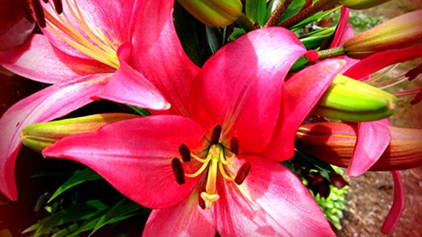 Pink Lilies  - Pink