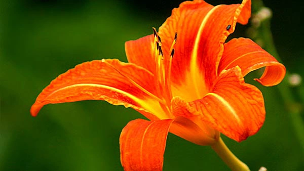 Orange Lilies  - orange