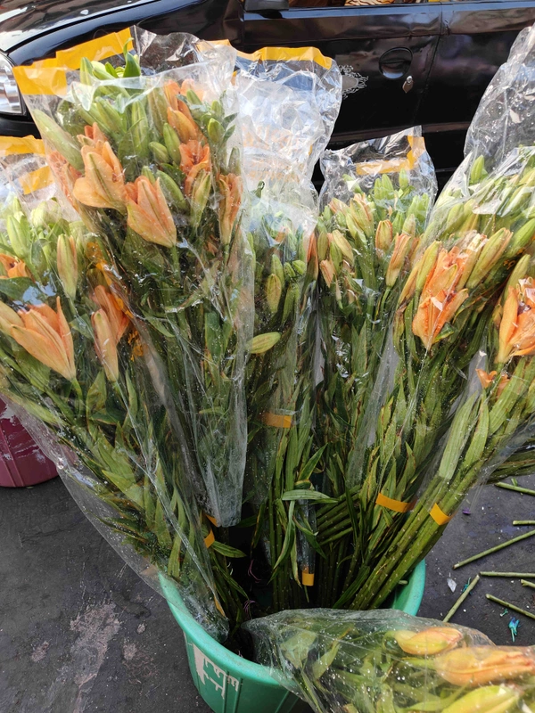 Orange Lilies  - orange