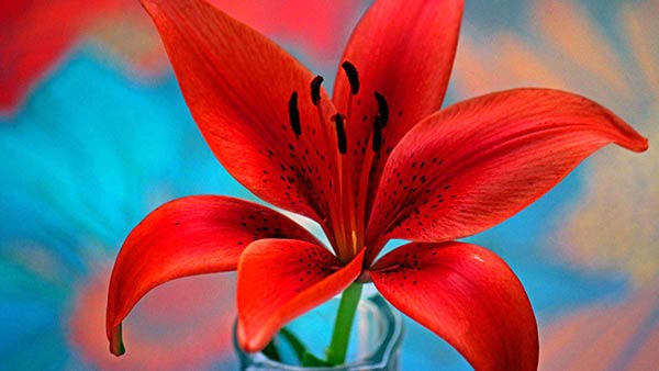 Red Lilies  - Red