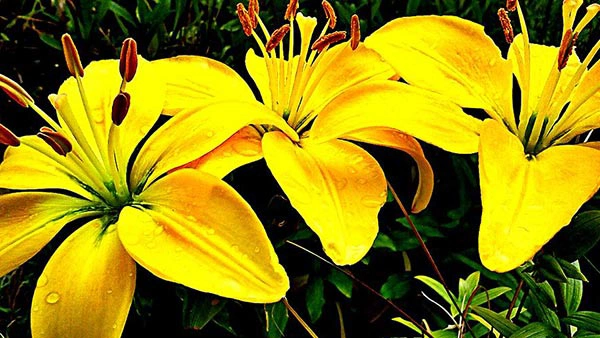 Yellow Lillies  - Yellow