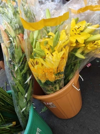 Yellow Lillies  - Yellow