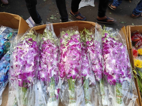 Purple Orchid  - Purple