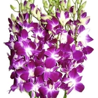 Purple Orchid  - Purple