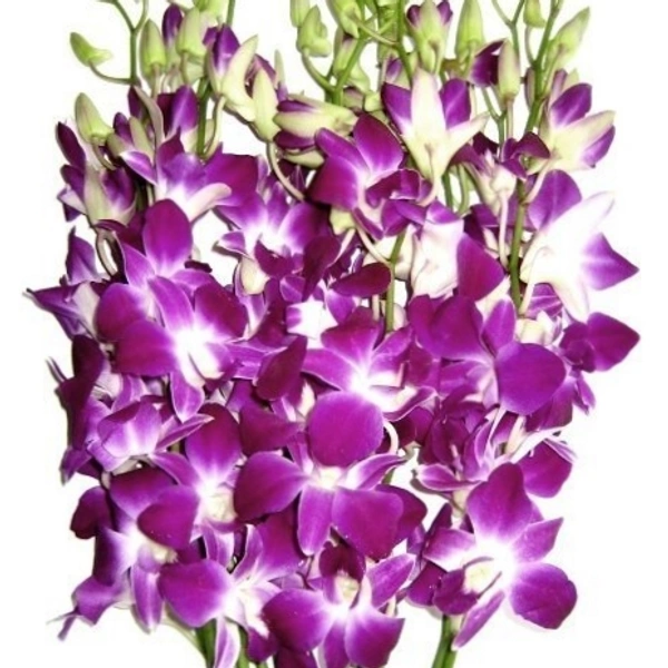 Purple Orchid  - Purple