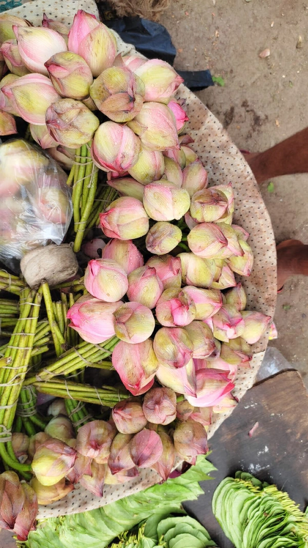 Pink Lotus  - Pink