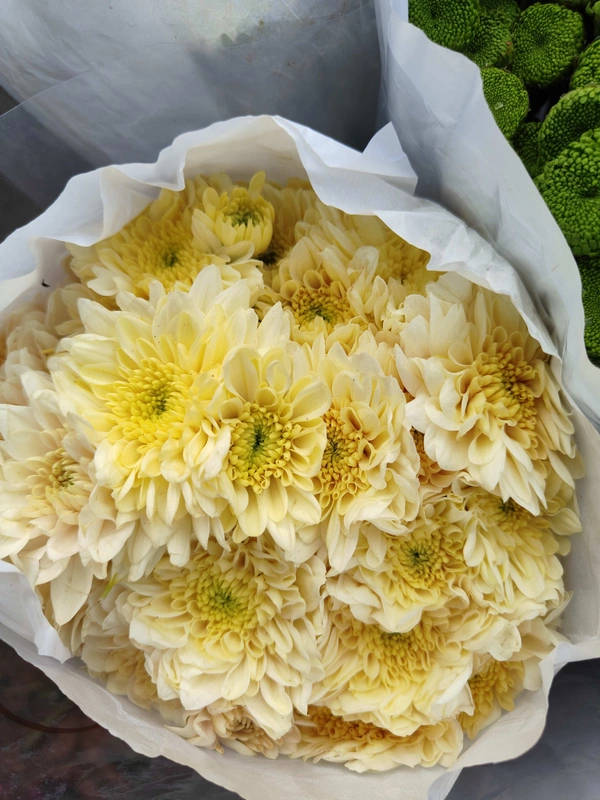  Light Yellow Shawati chrysanthemum - Laser Lemon