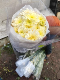  Light Yellow Shawati chrysanthemum - Laser Lemon