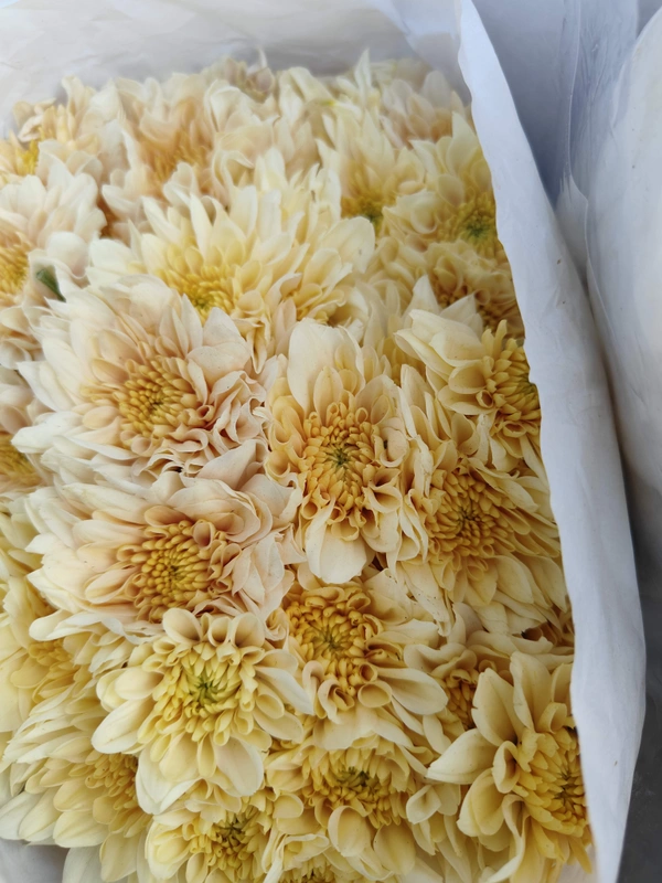  Light Yellow Shawati chrysanthemum - Laser Lemon