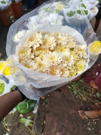  Light Yellow Shawati chrysanthemum - Laser Lemon