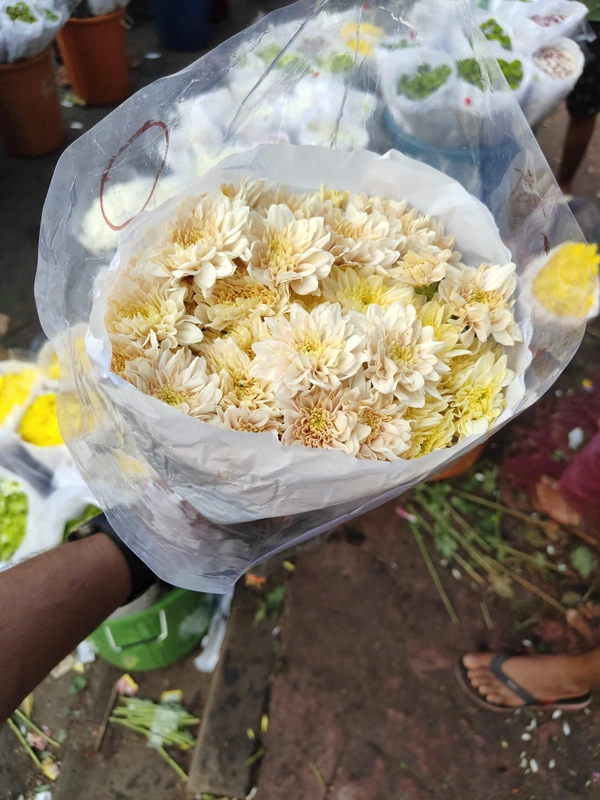  Light Yellow Shawati chrysanthemum - Laser Lemon