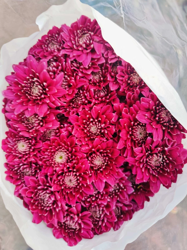 DARK PINK SHAWATI / Double White  - Brick Red
