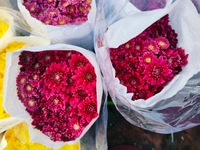 DARK PINK SHAWATI / Double White  - Brick Red