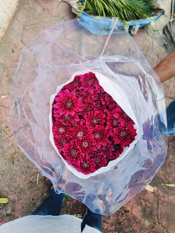DARK PINK SHAWATI / Double White  - Brick Red