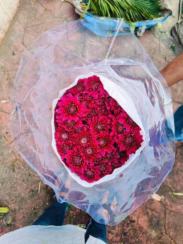 DARK PINK SHAWATI / Double White  - Brick Red