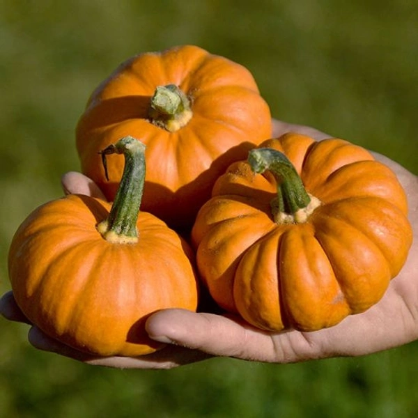 Pumpkin (Kaddu) 1Kg