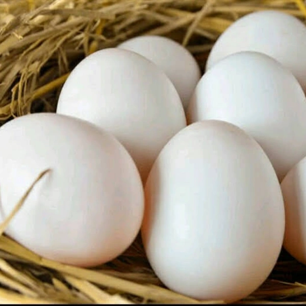 Egg