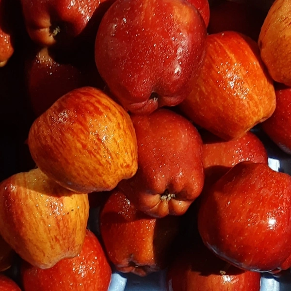 Apple 500 -600 Gm