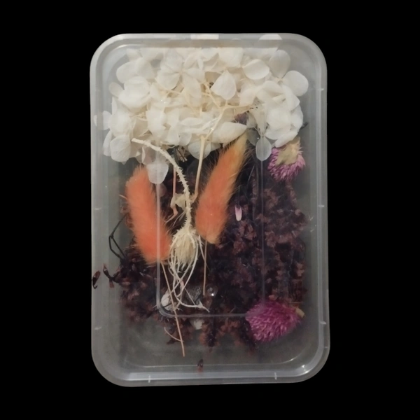 Dried Flower Box No. D51